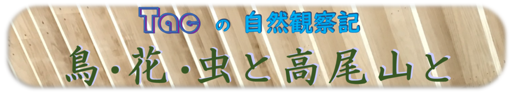 Tacの自然観察記